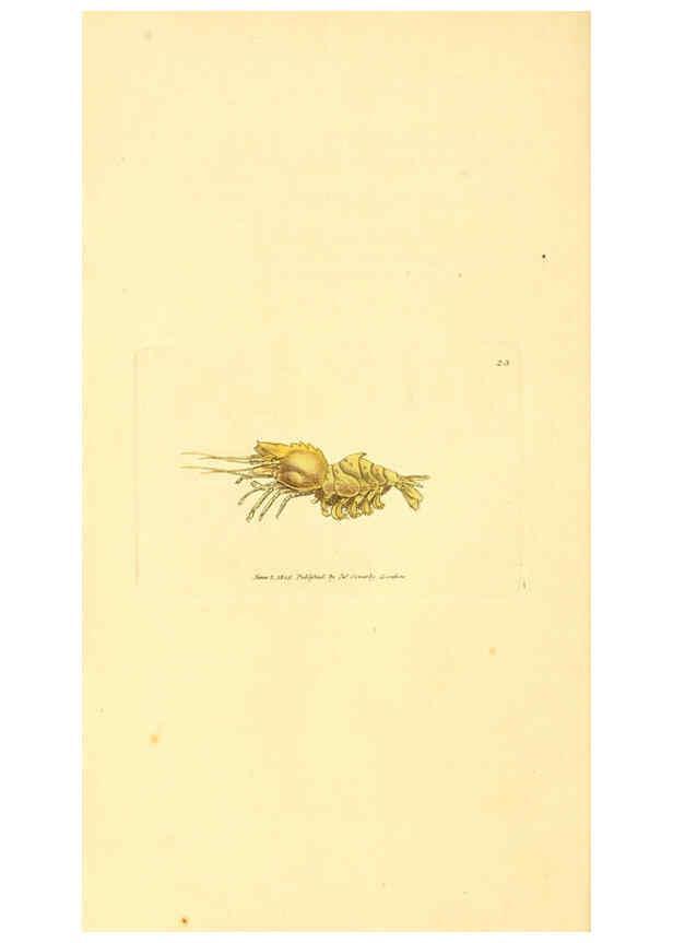 Reproducción/Reproduction 6008837224: The British miscellany London :Printed by R. Taylor & Co., and sold by the author, J. Sowerby by White, Johnson, Symonds, and all other booksellers,1806