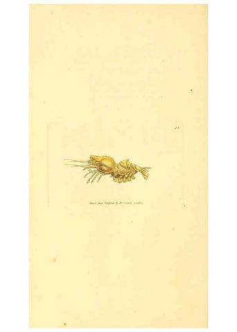 Reproducción/Reproduction 6008837224: The British miscellany London :Printed by R. Taylor & Co., and sold by the author, J. Sowerby by White, Johnson, Symonds, and all other booksellers,1806