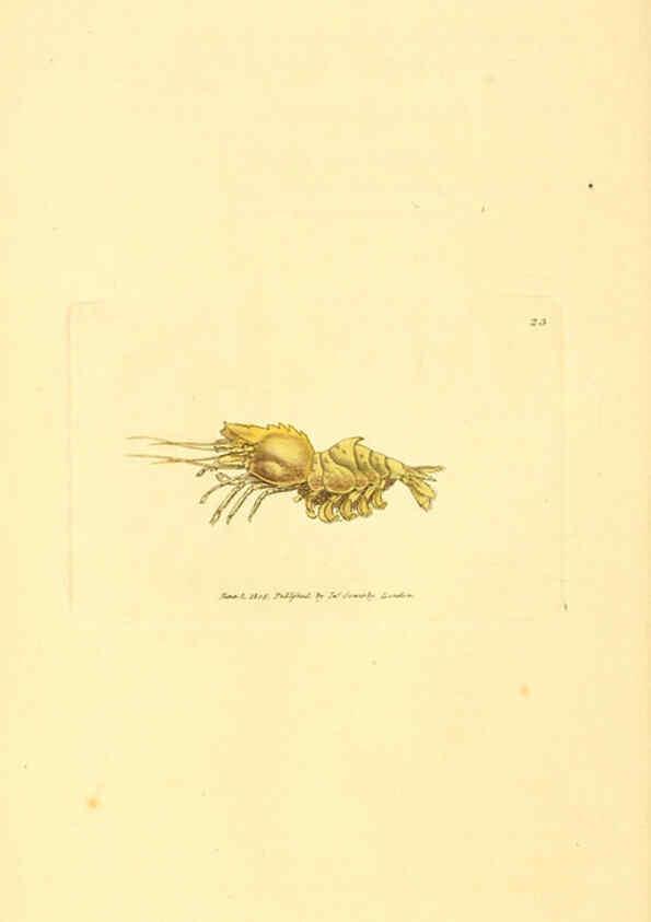 Reproducción/Reproduction 6008837224: The British miscellany London :Printed by R. Taylor & Co., and sold by the author, J. Sowerby by White, Johnson, Symonds, and all other booksellers,1806
