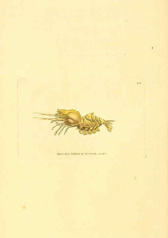 Reproducción/Reproduction 6008837224: The British miscellany London :Printed by R. Taylor & Co., and sold by the author, J. Sowerby by White, Johnson, Symonds, and all other booksellers,1806