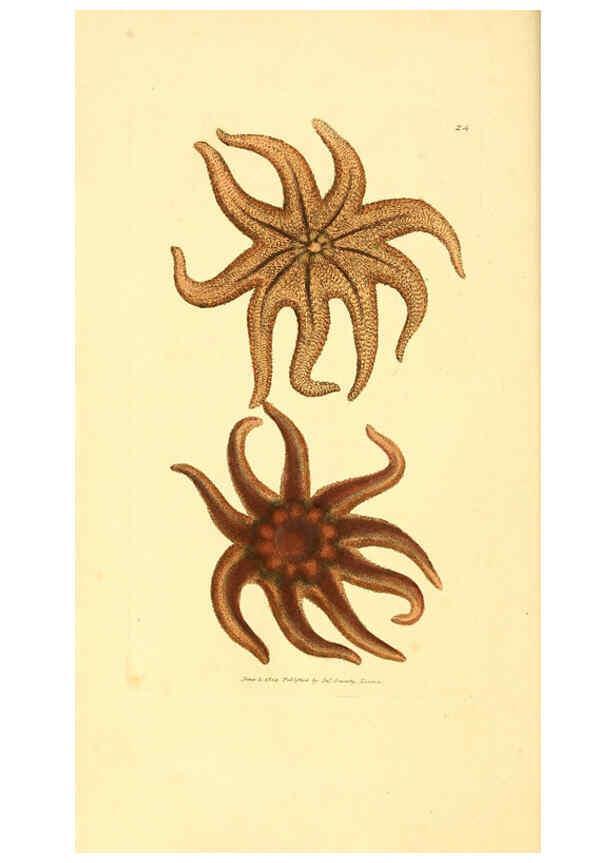 Reproducción/Reproduction 6008289781: The British miscellany London :Printed by R. Taylor & Co., and sold by the author, J. Sowerby by White, Johnson, Symonds, and all other booksellers,1806