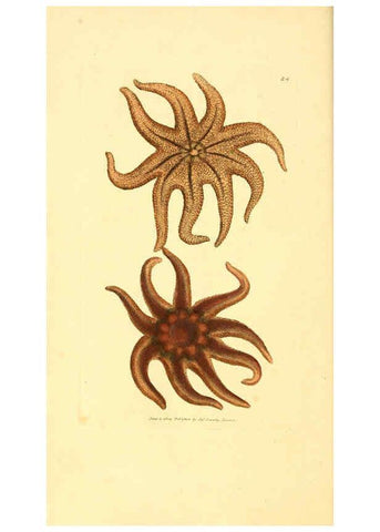 Reproducción/Reproduction 6008289781: The British miscellany London :Printed by R. Taylor & Co., and sold by the author, J. Sowerby by White, Johnson, Symonds, and all other booksellers,1806