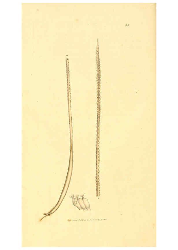 Reproducción/Reproduction 6008290035: The British miscellany London :Printed by R. Taylor & Co., and sold by the author, J. Sowerby by White, Johnson, Symonds, and all other booksellers,1806