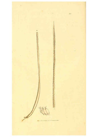 Reproducción/Reproduction 6008290035: The British miscellany London :Printed by R. Taylor & Co., and sold by the author, J. Sowerby by White, Johnson, Symonds, and all other booksellers,1806