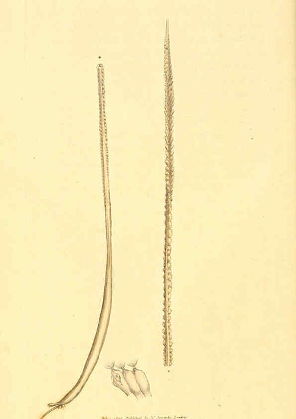 Reproducción/Reproduction 6008290035: The British miscellany London :Printed by R. Taylor & Co., and sold by the author, J. Sowerby by White, Johnson, Symonds, and all other booksellers,1806