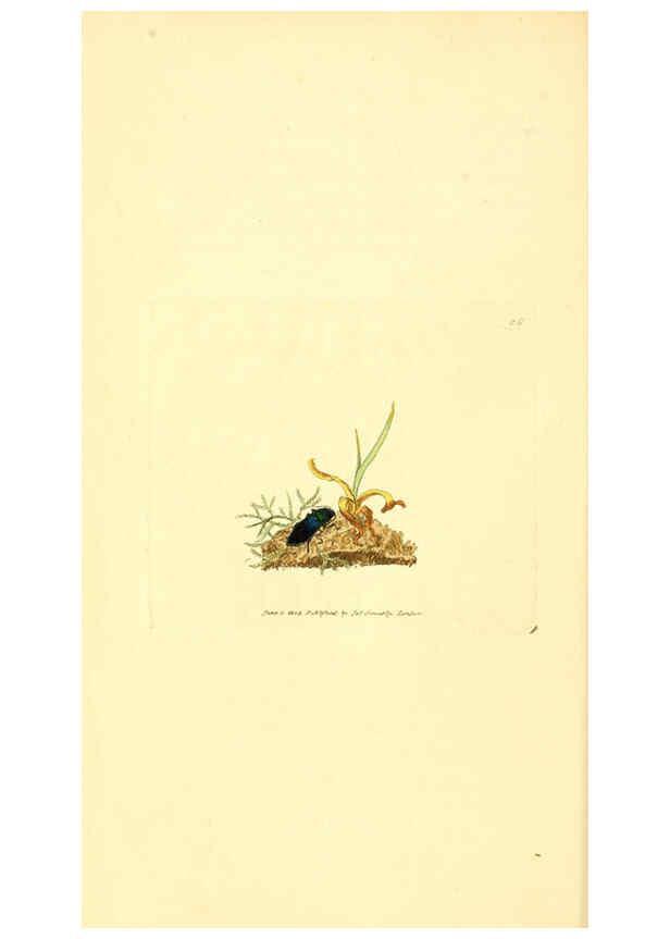 Reproducción/Reproduction 6008837950: The British miscellany London :Printed by R. Taylor & Co., and sold by the author, J. Sowerby by White, Johnson, Symonds, and all other booksellers,1806