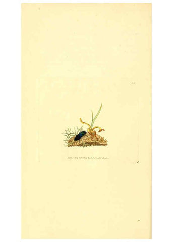 Reproducción/Reproduction 6008837950: The British miscellany London :Printed by R. Taylor & Co., and sold by the author, J. Sowerby by White, Johnson, Symonds, and all other booksellers,1806