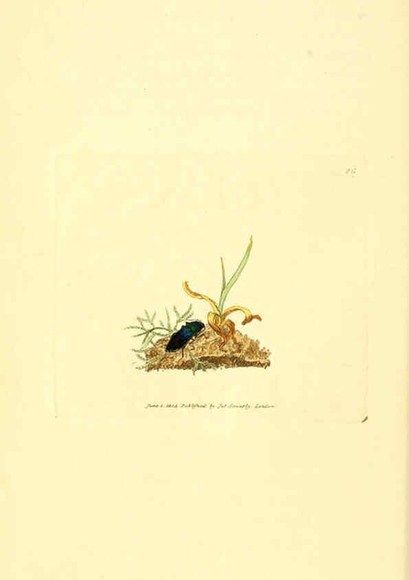 Reproducción/Reproduction 6008837950: The British miscellany London :Printed by R. Taylor & Co., and sold by the author, J. Sowerby by White, Johnson, Symonds, and all other booksellers,1806