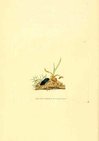 Reproducción/Reproduction 6008837950: The British miscellany London :Printed by R. Taylor & Co., and sold by the author, J. Sowerby by White, Johnson, Symonds, and all other booksellers,1806