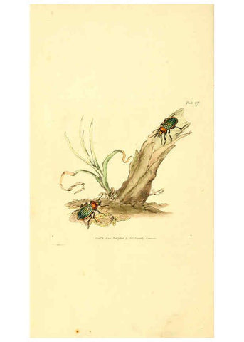 Reproducción/Reproduction 6008290501: The British miscellany London :Printed by R. Taylor & Co., and sold by the author, J. Sowerby by White, Johnson, Symonds, and all other booksellers,1806