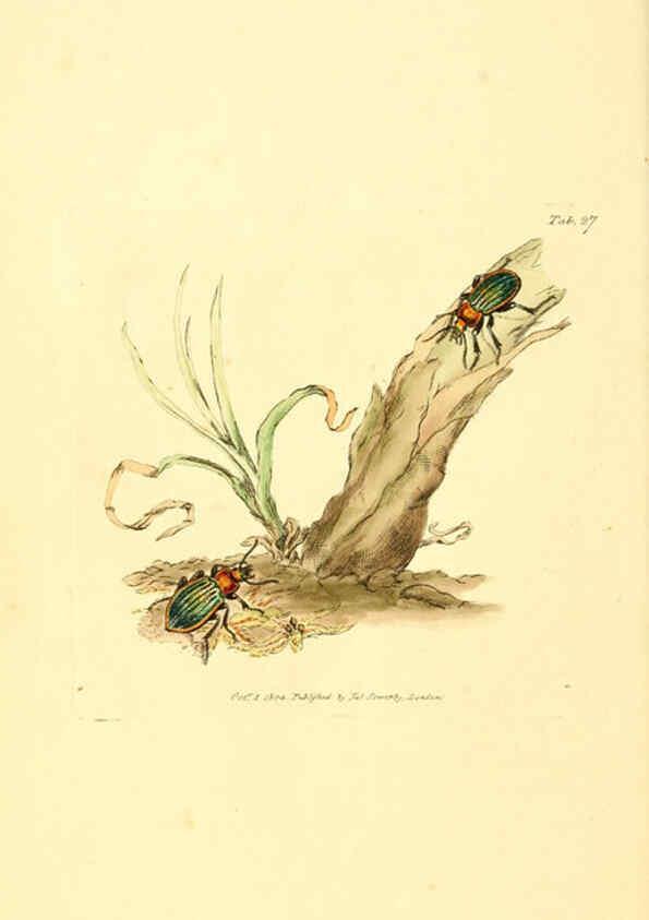 Reproducción/Reproduction 6008290501: The British miscellany London :Printed by R. Taylor & Co., and sold by the author, J. Sowerby by White, Johnson, Symonds, and all other booksellers,1806