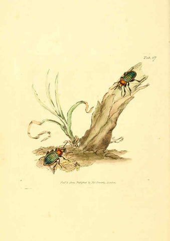 Reproducción/Reproduction 6008290501: The British miscellany London :Printed by R. Taylor & Co., and sold by the author, J. Sowerby by White, Johnson, Symonds, and all other booksellers,1806