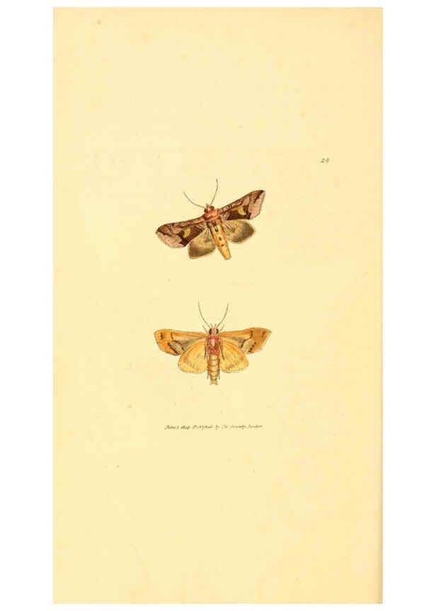 Reproducción/Reproduction 6008290713: The British miscellany London :Printed by R. Taylor & Co., and sold by the author, J. Sowerby by White, Johnson, Symonds, and all other booksellers,1806