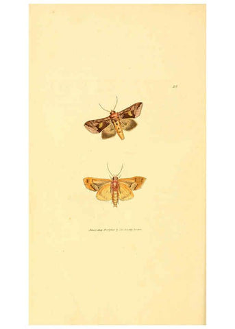 Reproducción/Reproduction 6008290713: The British miscellany London :Printed by R. Taylor & Co., and sold by the author, J. Sowerby by White, Johnson, Symonds, and all other booksellers,1806