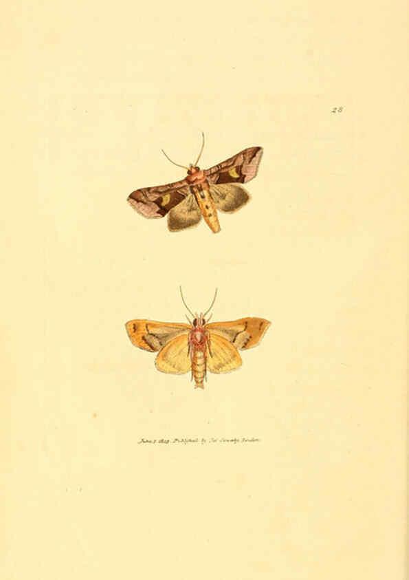 Reproducción/Reproduction 6008290713: The British miscellany London :Printed by R. Taylor & Co., and sold by the author, J. Sowerby by White, Johnson, Symonds, and all other booksellers,1806