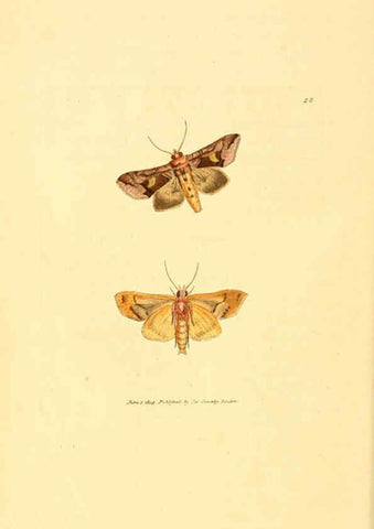 Reproducción/Reproduction 6008290713: The British miscellany London :Printed by R. Taylor & Co., and sold by the author, J. Sowerby by White, Johnson, Symonds, and all other booksellers,1806