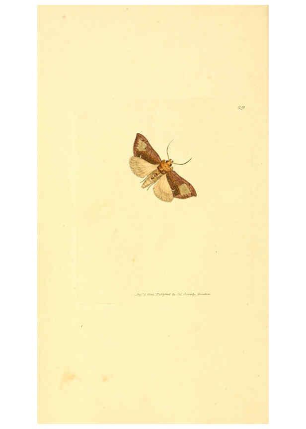 Reproducción/Reproduction 6008838592: The British miscellany London :Printed by R. Taylor & Co., and sold by the author, J. Sowerby by White, Johnson, Symonds, and all other booksellers,1806