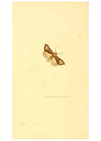 Reproducción/Reproduction 6008838592: The British miscellany London :Printed by R. Taylor & Co., and sold by the author, J. Sowerby by White, Johnson, Symonds, and all other booksellers,1806