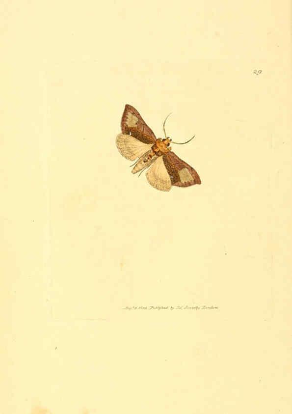 Reproducción/Reproduction 6008838592: The British miscellany London :Printed by R. Taylor & Co., and sold by the author, J. Sowerby by White, Johnson, Symonds, and all other booksellers,1806