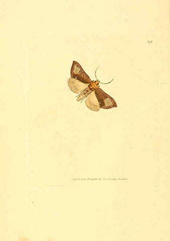 Reproducción/Reproduction 6008838592: The British miscellany London :Printed by R. Taylor & Co., and sold by the author, J. Sowerby by White, Johnson, Symonds, and all other booksellers,1806