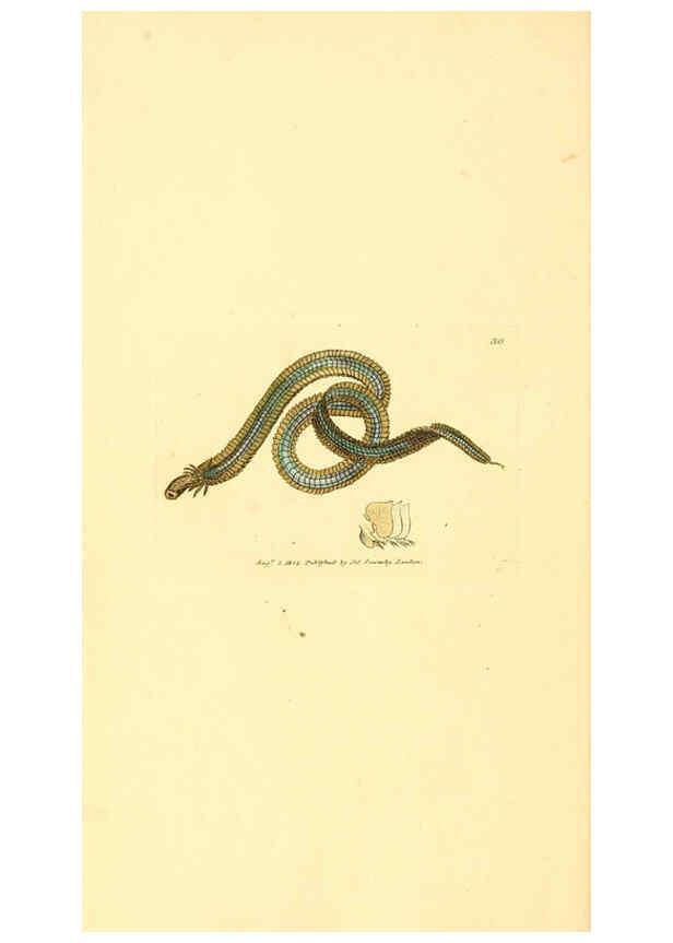 Reproducción/Reproduction 6008838854: The British miscellany London :Printed by R. Taylor & Co., and sold by the author, J. Sowerby by White, Johnson, Symonds, and all other booksellers,1806