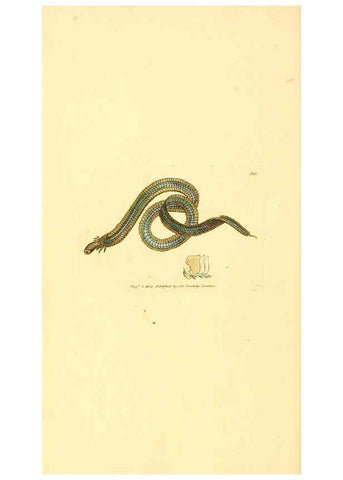 Reproducción/Reproduction 6008838854: The British miscellany London :Printed by R. Taylor & Co., and sold by the author, J. Sowerby by White, Johnson, Symonds, and all other booksellers,1806