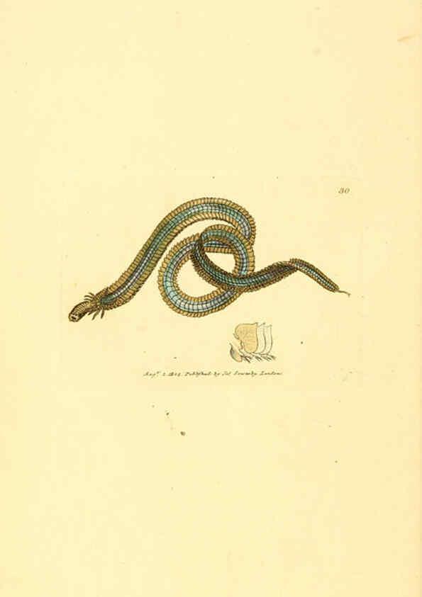 Reproducción/Reproduction 6008838854: The British miscellany London :Printed by R. Taylor & Co., and sold by the author, J. Sowerby by White, Johnson, Symonds, and all other booksellers,1806