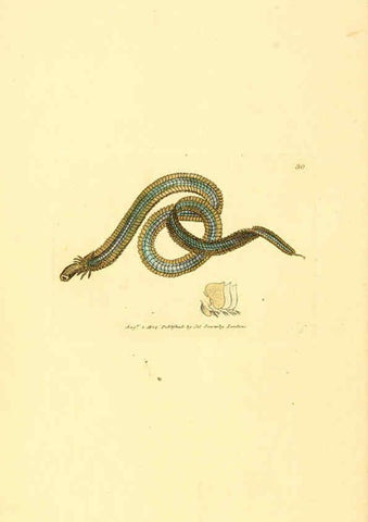 Reproducción/Reproduction 6008838854: The British miscellany London :Printed by R. Taylor & Co., and sold by the author, J. Sowerby by White, Johnson, Symonds, and all other booksellers,1806