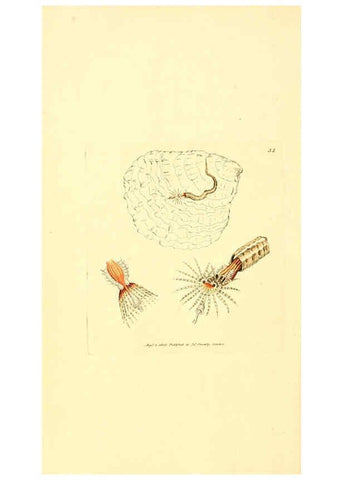 Reproducción/Reproduction 6008839182: The British miscellany London :Printed by R. Taylor & Co., and sold by the author, J. Sowerby by White, Johnson, Symonds, and all other booksellers,1806
