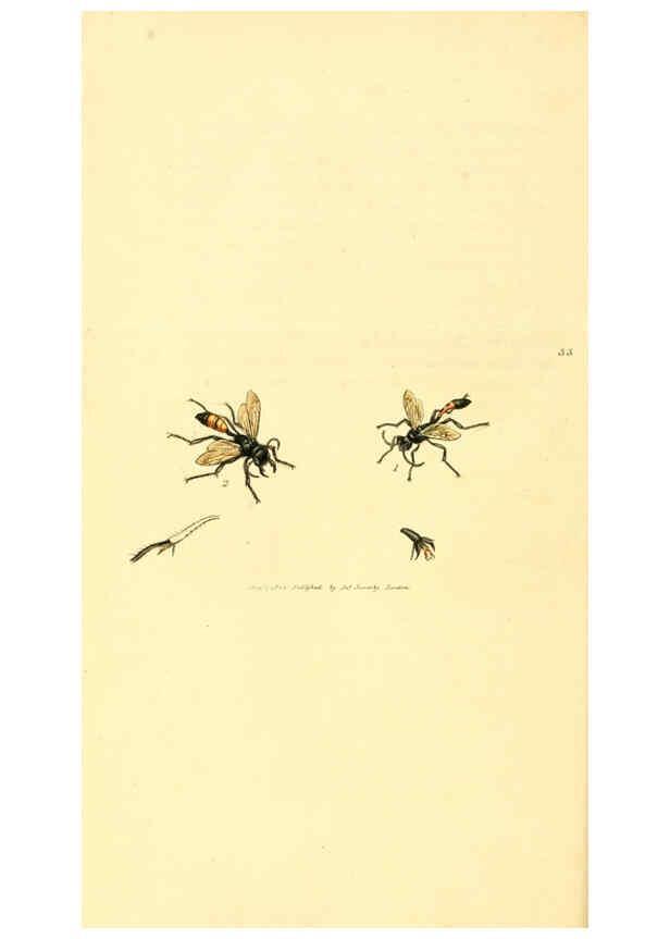 Reproducción/Reproduction 6008839690: The British miscellany London :Printed by R. Taylor & Co., and sold by the author, J. Sowerby by White, Johnson, Symonds, and all other booksellers,1806