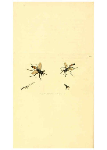 Reproducción/Reproduction 6008839690: The British miscellany London :Printed by R. Taylor & Co., and sold by the author, J. Sowerby by White, Johnson, Symonds, and all other booksellers,1806