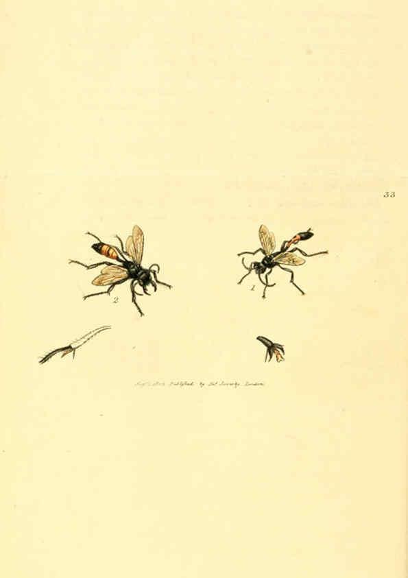 Reproducción/Reproduction 6008839690: The British miscellany London :Printed by R. Taylor & Co., and sold by the author, J. Sowerby by White, Johnson, Symonds, and all other booksellers,1806