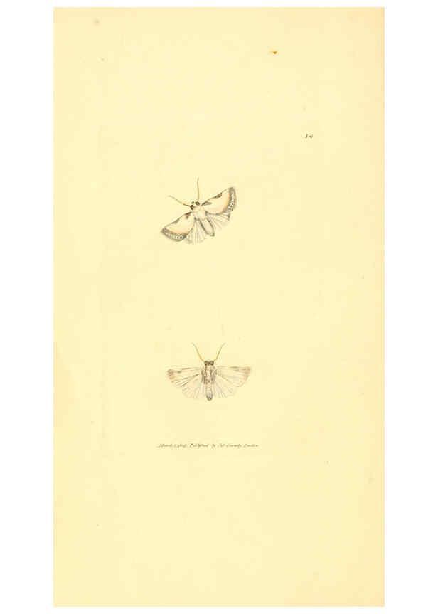 Reproducción/Reproduction 6008287205: The British miscellany London :Printed by R. Taylor & Co., and sold by the author, J. Sowerby by White, Johnson, Symonds, and all other booksellers,1806