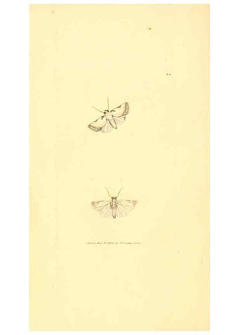 Reproducción/Reproduction 6008287205: The British miscellany London :Printed by R. Taylor & Co., and sold by the author, J. Sowerby by White, Johnson, Symonds, and all other booksellers,1806