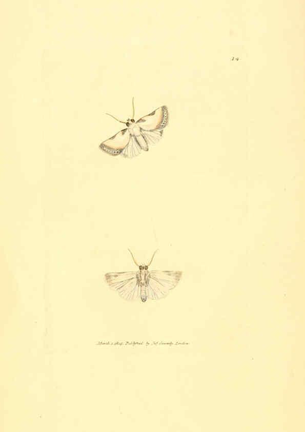 Reproducción/Reproduction 6008287205: The British miscellany London :Printed by R. Taylor & Co., and sold by the author, J. Sowerby by White, Johnson, Symonds, and all other booksellers,1806