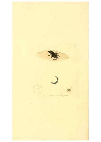 Reproducción/Reproduction 6008297921: The British miscellany London :Printed by R. Taylor & Co., and sold by the author, J. Sowerby by White, Johnson, Symonds, and all other booksellers,1806