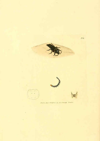 Reproducción/Reproduction 6008297921: The British miscellany London :Printed by R. Taylor & Co., and sold by the author, J. Sowerby by White, Johnson, Symonds, and all other booksellers,1806