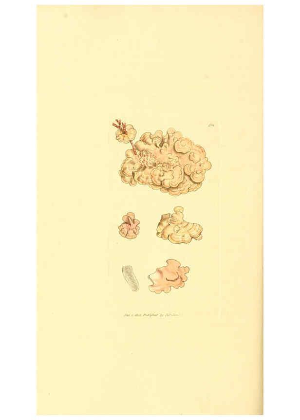 Reproducción/Reproduction 6008846154: The British miscellany London :Printed by R. Taylor & Co., and sold by the author, J. Sowerby by White, Johnson, Symonds, and all other booksellers,1806