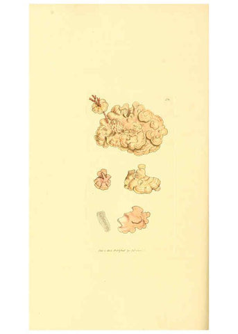 Reproducción/Reproduction 6008846154: The British miscellany London :Printed by R. Taylor & Co., and sold by the author, J. Sowerby by White, Johnson, Symonds, and all other booksellers,1806