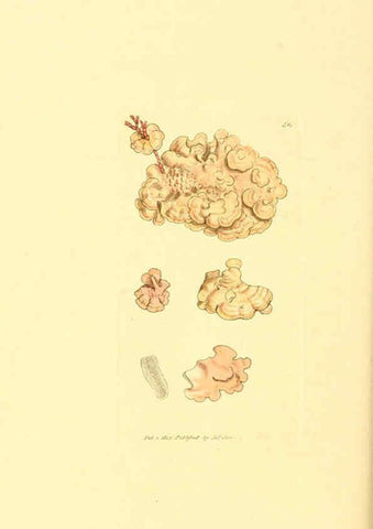 Reproducción/Reproduction 6008846154: The British miscellany London :Printed by R. Taylor & Co., and sold by the author, J. Sowerby by White, Johnson, Symonds, and all other booksellers,1806