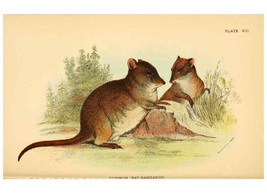 Reproducción/Reproduction 6008897576: A hand-book to the marsupialia and monotremata London :E. Lloyd,1896