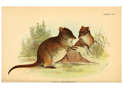 Reproducción/Reproduction 6008897576: A hand-book to the marsupialia and monotremata London :E. Lloyd,1896