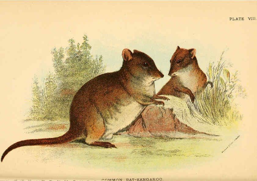 Reproducción/Reproduction 6008897576: A hand-book to the marsupialia and monotremata London :E. Lloyd,1896