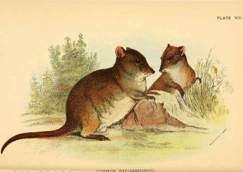 Reproducción/Reproduction 6008897576: A hand-book to the marsupialia and monotremata London :E. Lloyd,1896