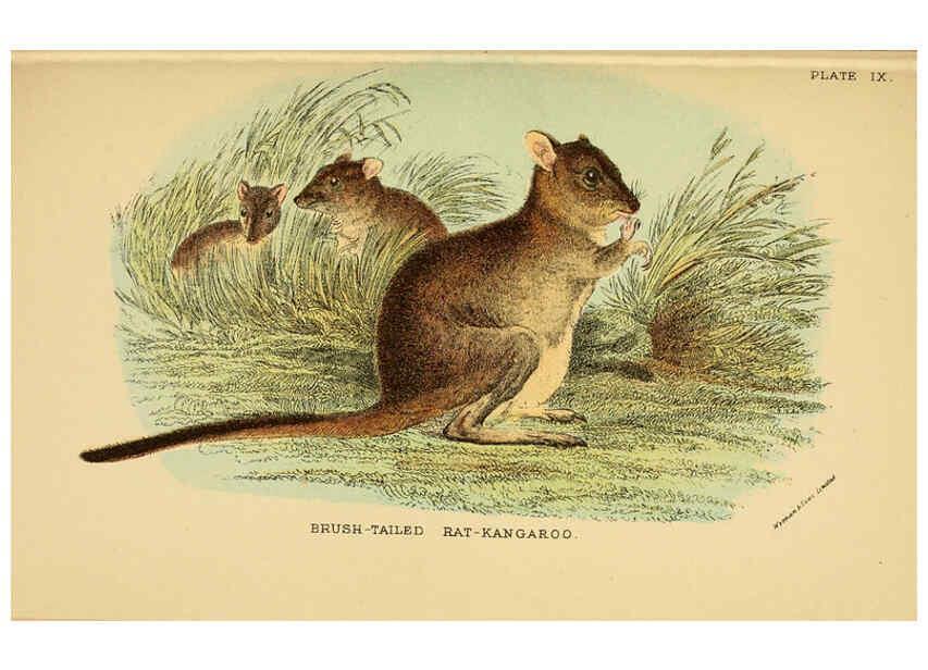Reproducción/Reproduction 6008897824: A hand-book to the marsupialia and monotremata London :E. Lloyd,1896