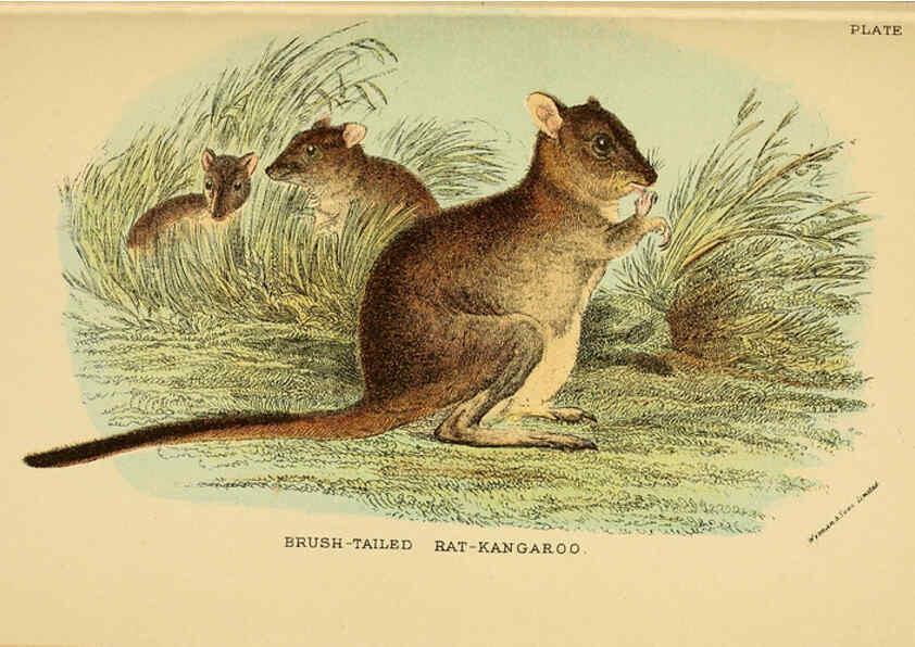 Reproducción/Reproduction 6008897824: A hand-book to the marsupialia and monotremata London :E. Lloyd,1896