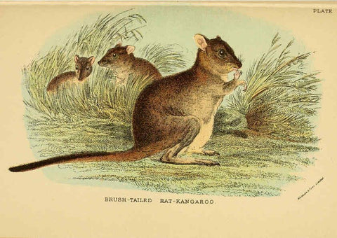 Reproducción/Reproduction 6008897824: A hand-book to the marsupialia and monotremata London :E. Lloyd,1896
