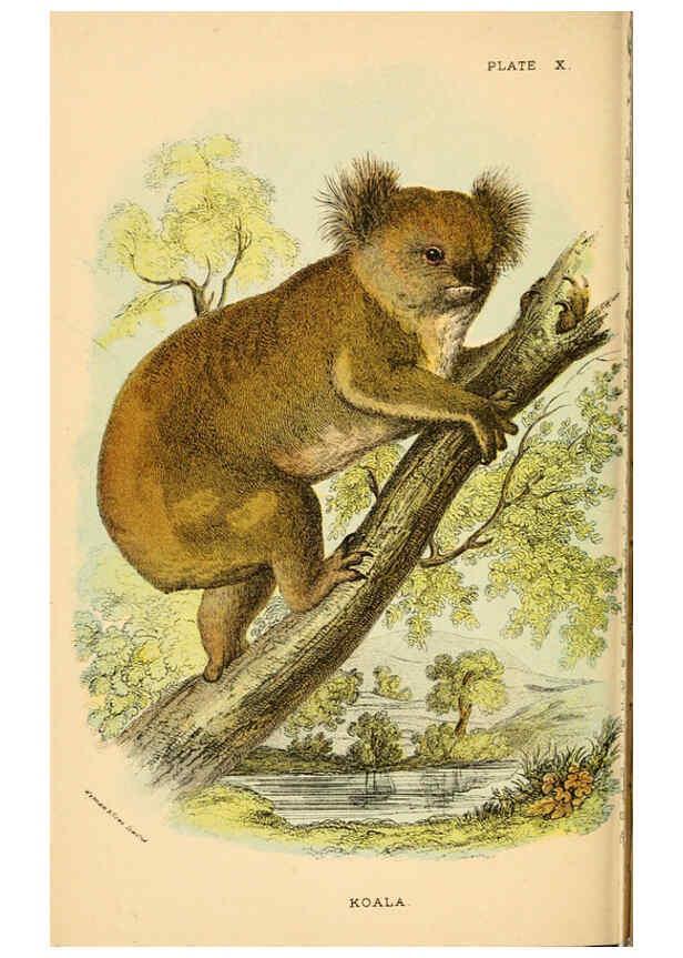 Reproducción/Reproduction 6008350445: A hand-book to the marsupialia and monotremata London :E. Lloyd,1896