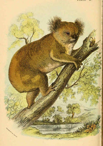 Reproducción/Reproduction 6008350445: A hand-book to the marsupialia and monotremata London :E. Lloyd,1896