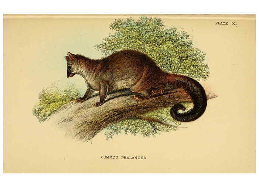 Reproducción/Reproduction 6008898564: A hand-book to the marsupialia and monotremata London :E. Lloyd,1896